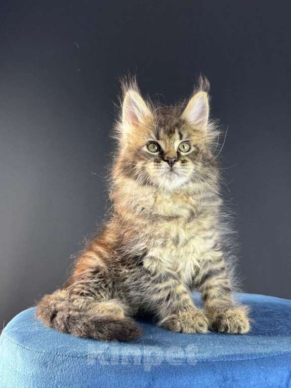 Кошки в Санкт-Петербурге: Девочка мейн кун  Девочка, 25 000 руб. - фото 2