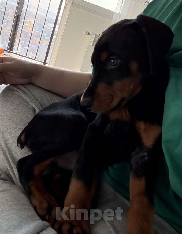 Собаки в других городах Бурятии: Доберман щенок Мальчик, 25 000 руб. - фото 2