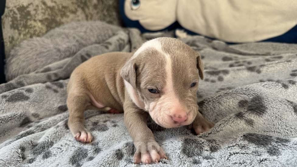 Собаки в Санкт-Петербурге: Мальчик пирожок Мальчик, 40 000 руб. - фото 5