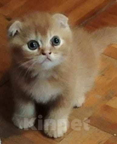 Кошки в Краснодаре: Ласковый игривый котёнок шиншила Мальчик, 15 000 руб. - фото 1