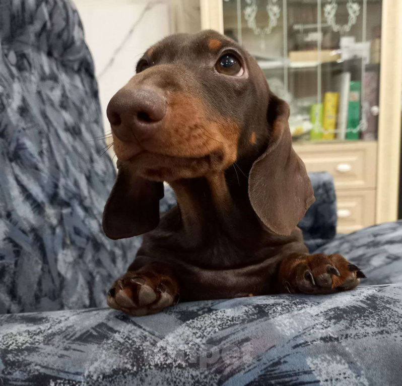 Собаки в Перми: Кофейный Мальчик 2  Мальчик, 50 000 руб. - фото 3