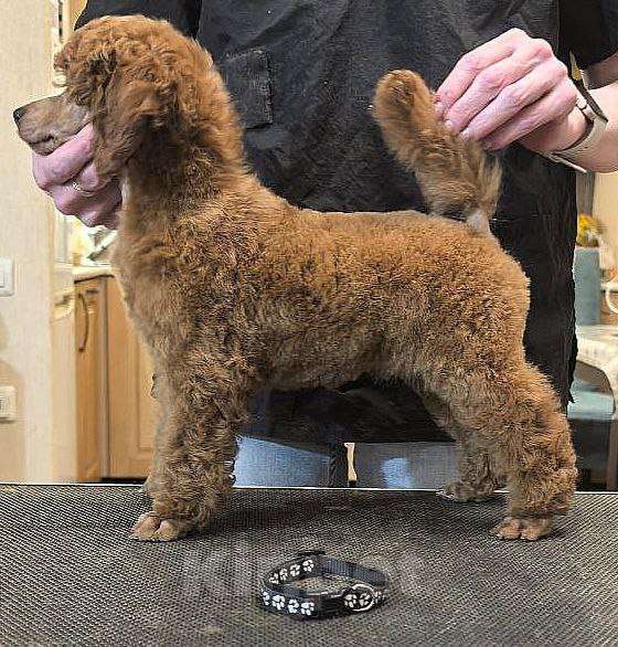 Собаки в Нижнем Новгороде: Щенок среднего пуделя Мальчик, 150 000 руб. - фото 2