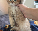 Кошки в Воронеже: Британские котята Мальчик, 10 000 руб. - фото 2