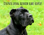 Собаки в Таганроге: Кане корсо Девочка, 80 000 руб. - фото 1