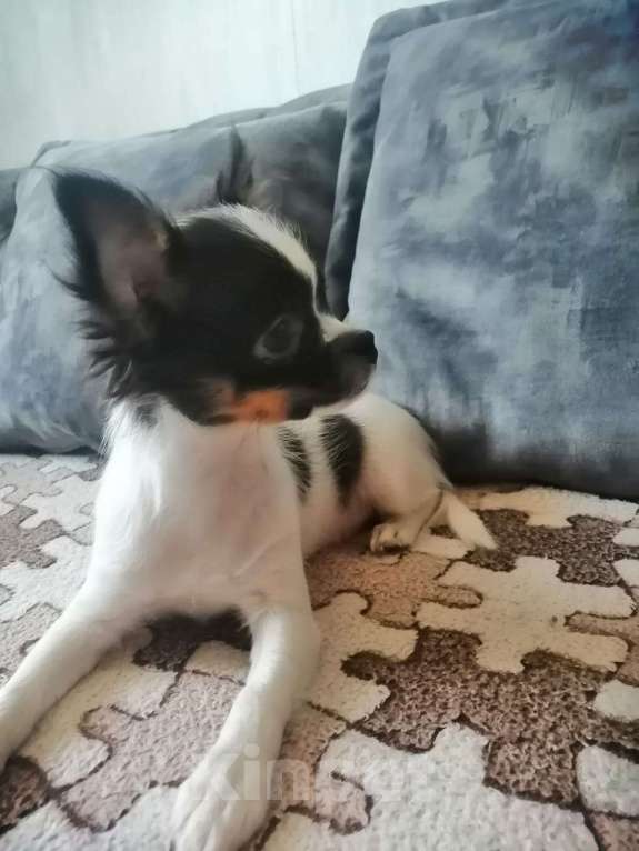 Собаки в Краснодаре: Чишка мальчик  Мальчик, 15 000 руб. - фото 8