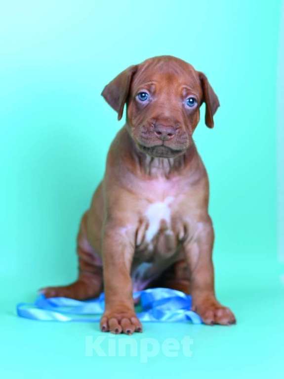 Собаки в Москве: Яркий мальчик родезийского риджбека Мальчик, Бесплатно - фото 3