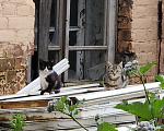 Кошки в Санкт-Петербурге: Котик 3 Мальчик, Бесплатно - фото 2