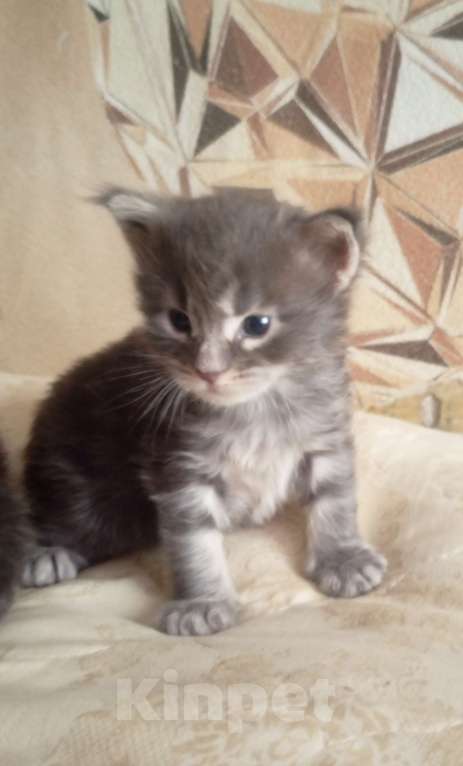 Кошки в Ачинске: Мейкуняша Девочка, 10 000 руб. - фото 2