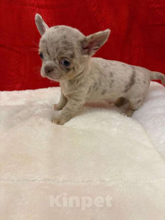 Собаки в Москве: Чихуахуа-  Девочка Девочка, 50 000 руб. - фото 2