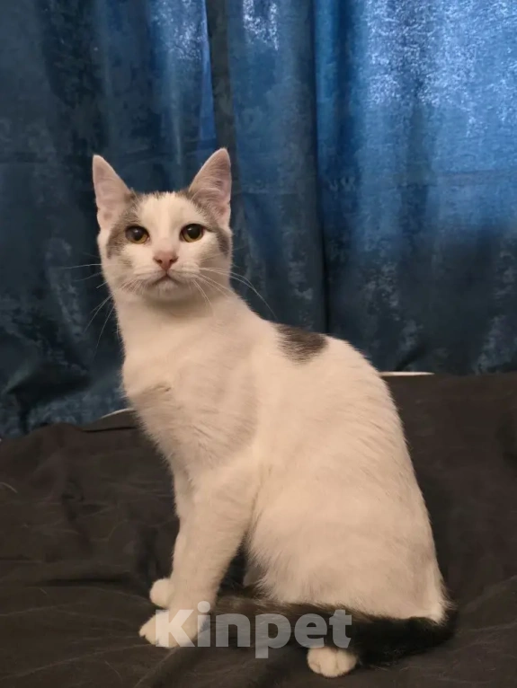 Кошки в Серпухове: Ищет любящую и ответственную семью❤️ Мальчик, Бесплатно - фото 3