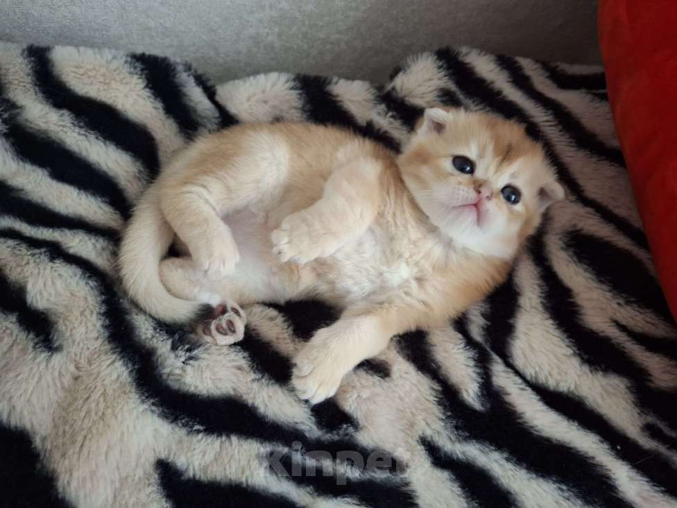 Кошки в Москве: Шотландские котята Разнополые, 30 000 руб. - фото 5