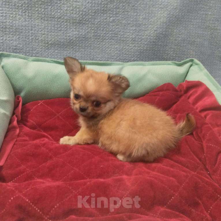 Собаки в Йошкаре-Оле: Мальчик чихуа  Мальчик, 35 000 руб. - фото 2