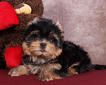Собаки в Москве: Йоркширский терьер красивый курносик Федерико РКФ Мальчик, 50 000 руб. - фото 1
