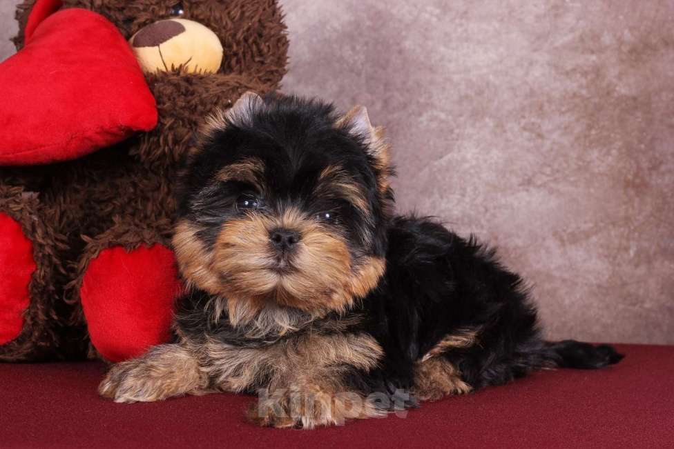 Собаки в Москве: Йоркширский терьер красивый курносик Федерико РКФ Мальчик, 50 000 руб. - фото 1