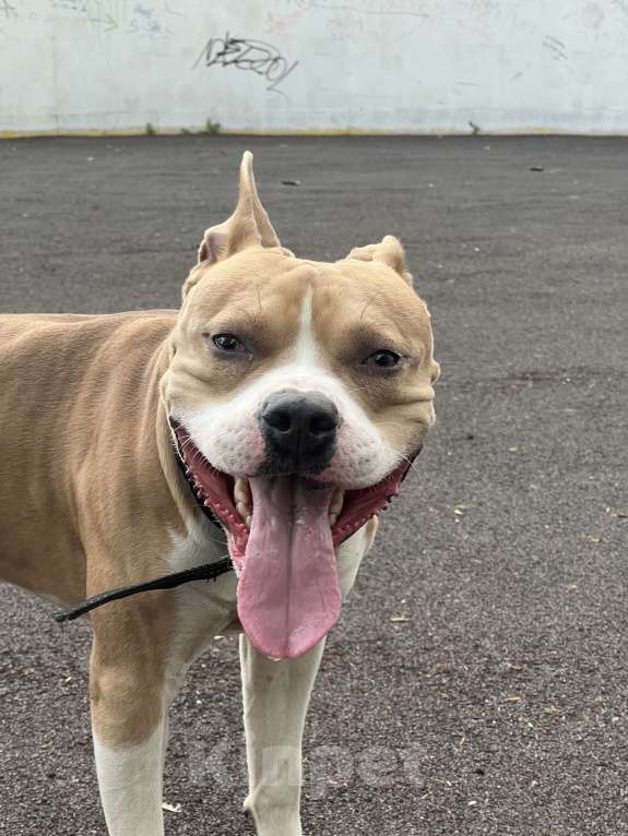 Собаки в Люберцах: Собака в добрые руки. БЕСПЛАТНО!!! Мальчик, Бесплатно - фото 4