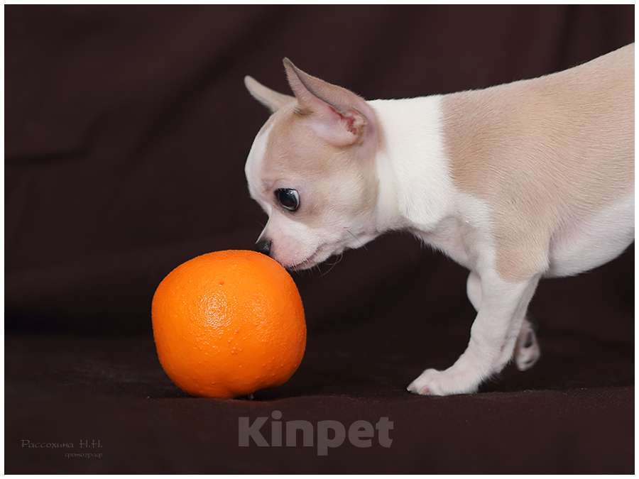 Собаки в Москве: Голубо-палевый мальчик чихуахуа Мальчик, Бесплатно - фото 4