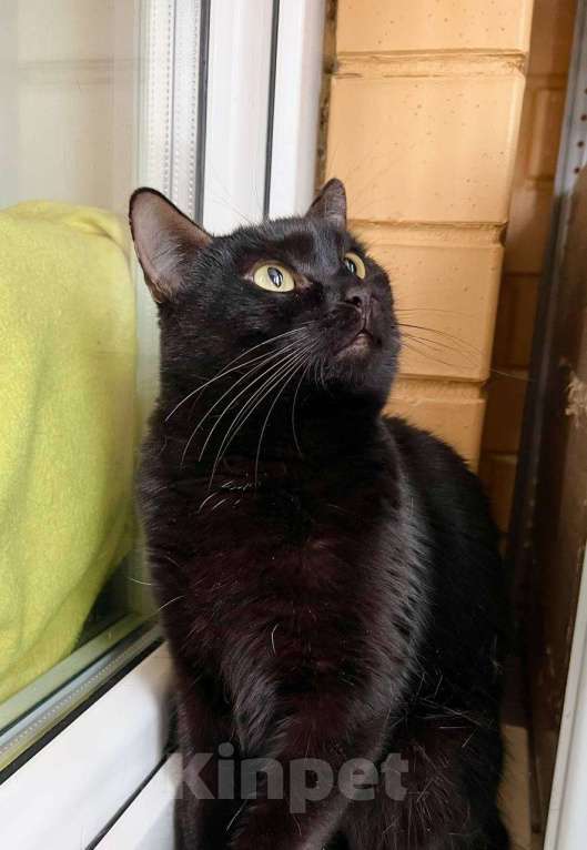 Кошки в Москве: Кошка Черри – длинноногая красотка в добрые руки Девочка, Бесплатно - фото 7