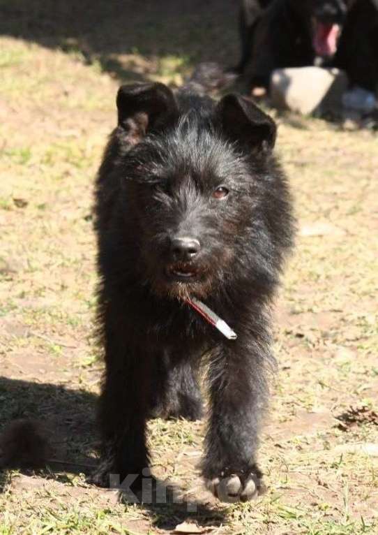 Собаки в Москве: Щенок 4 месяца Ламба в добрые руки Девочка, Бесплатно - фото 5