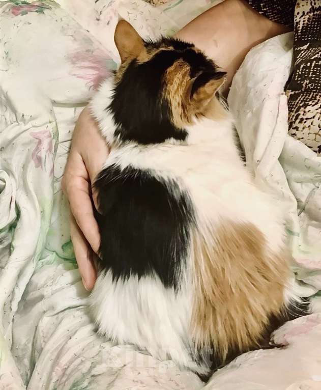 Кошки в Санкт-Петербурге: Некуда деваться Тосеньке  Девочка, Бесплатно - фото 4