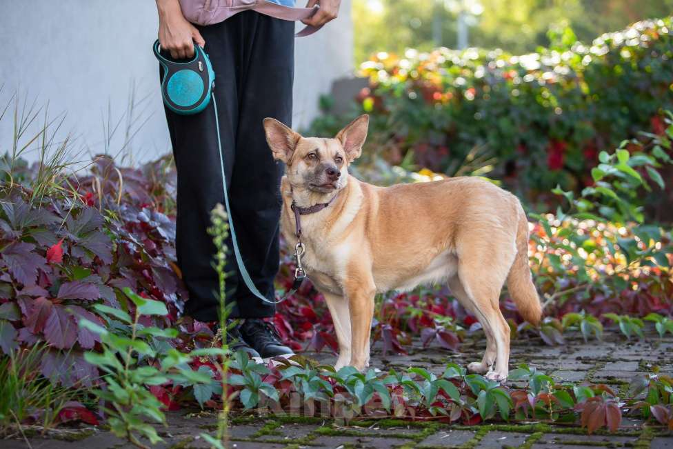 Собаки в Москве: Домашняя собака в поисках своей семьи Девочка, Бесплатно - фото 7