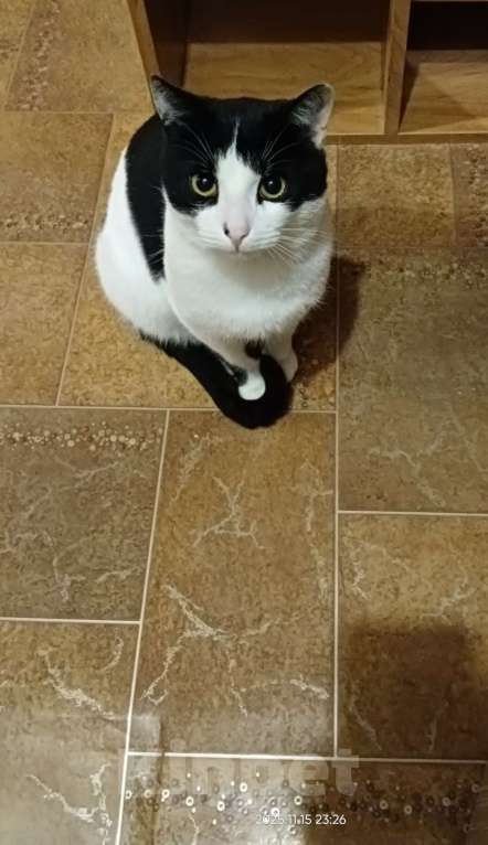 Кошки в Смоленске: Найден кот. Ищу добрые руки  Мальчик, Бесплатно - фото 2