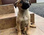 Собаки в Азове: Щенки бесплатно Девочка, Бесплатно - фото 6