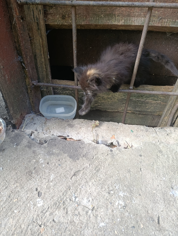 Кошки в Ступино: Котёнок в добрые руки Мальчик, Бесплатно - фото 5