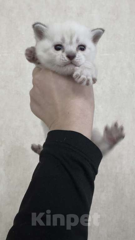 Кошки в Златоусте: Шотландский прямоухий Мальчик, 7 000 руб. - фото 3