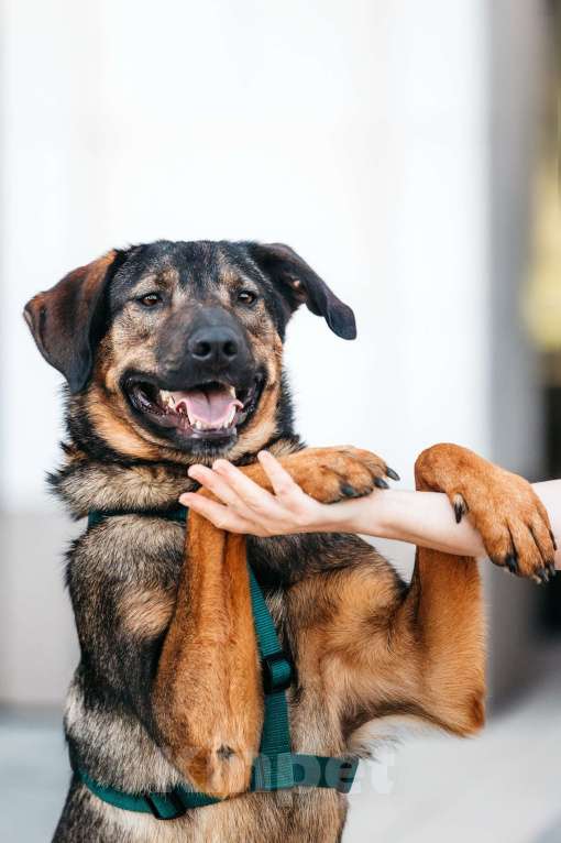 Собаки в Москве: Идеальный Ирвин ищет дом Мальчик, Бесплатно - фото 6