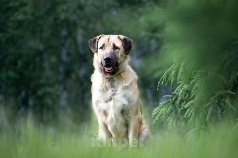 Собаки в Москве: Петя Мальчик, Бесплатно - фото 2