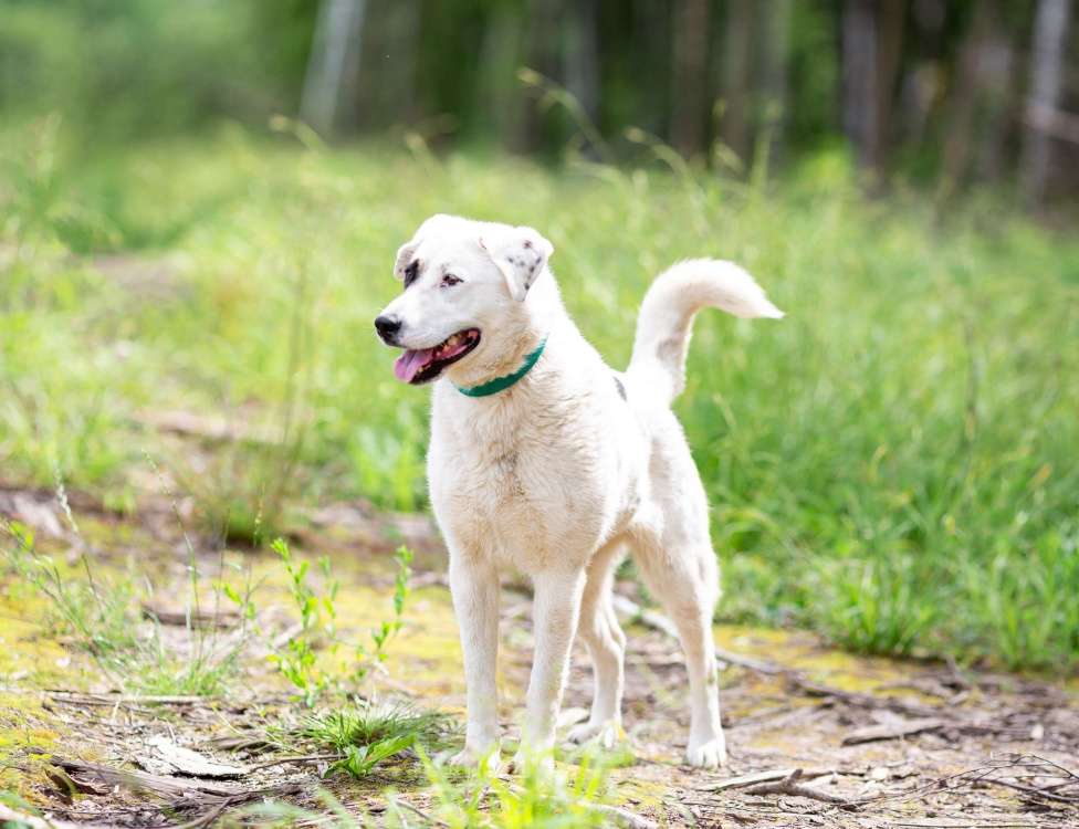 Собаки в Москве: Фиби нежнее не найдете! Она сокровище! Девочка, Бесплатно - фото 4