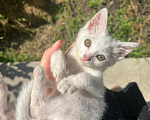 Кошки в Краснодаре: Котёнок в добрые руки бесплатно Девочка, Бесплатно - фото 3