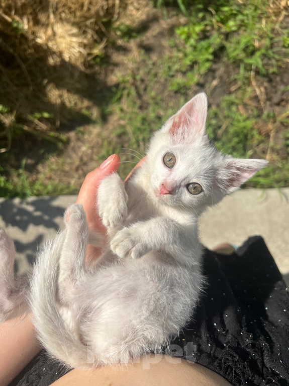 Кошки в Краснодаре: Котёнок в добрые руки бесплатно Девочка, Бесплатно - фото 3