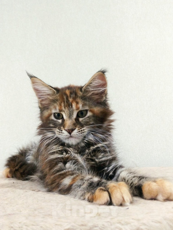 Кошки в Кропоткине: Кошечка мейн-кун Девочка, 35 000 руб. - фото 2