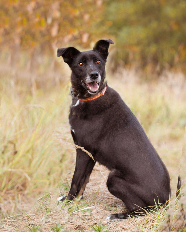 Собаки в Москве: Собака из приюта ищет дом Девочка, Бесплатно - фото 9