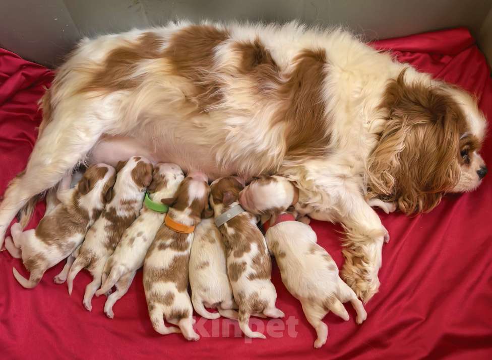 Собаки в Москве: Помет Кавалер Кинг Чарльз Спаниель на май Мальчик, 90 000 руб. - фото 1