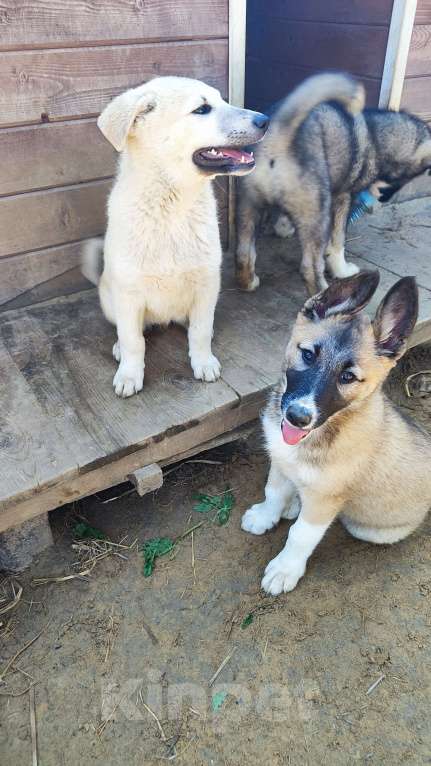 Собаки в других городах Московской области: Ушастая Клёп Девочка, Бесплатно - фото 7