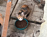 Кошки в Ярославле: Котята в добрые руки Девочка, Бесплатно - фото 8