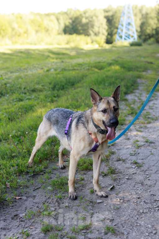 Собаки в Москве: Мила самая милая и добрая собака ищет дом! Девочка, Бесплатно - фото 5