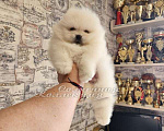 Собаки в Москве: Померанский шпиц мини медежоночек Мальчик, 40 000 руб. - фото 3