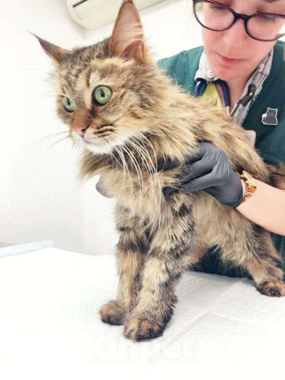 Кошки в Москве: Муза - роскошная мини-мейнкун Девочка, Бесплатно - фото 4