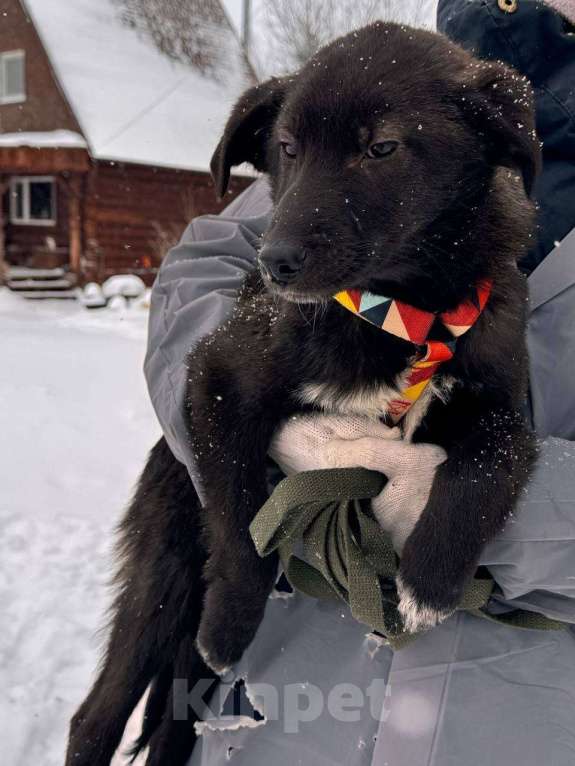 Собаки в Уфе: Щенок Мальчик, 300 руб. - фото 5