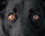 Собаки в Зеленограде: Север в добрые руки Мальчик, Бесплатно - фото 5