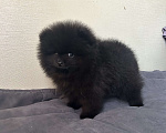 Собаки в Волгограде: Шпиц мальчик Мальчик, 25 000 руб. - фото 1