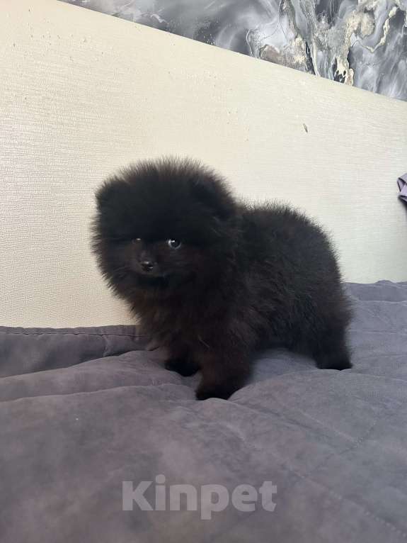 Собаки в Волгограде: Шпиц мальчик Мальчик, 25 000 руб. - фото 1