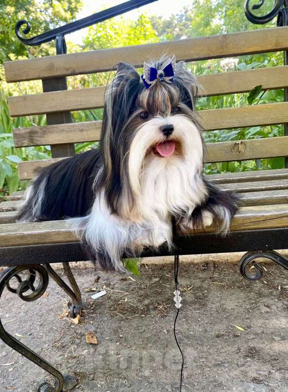 Собаки в Челябинске: Бивер для вязки Мальчик, Бесплатно - фото 7