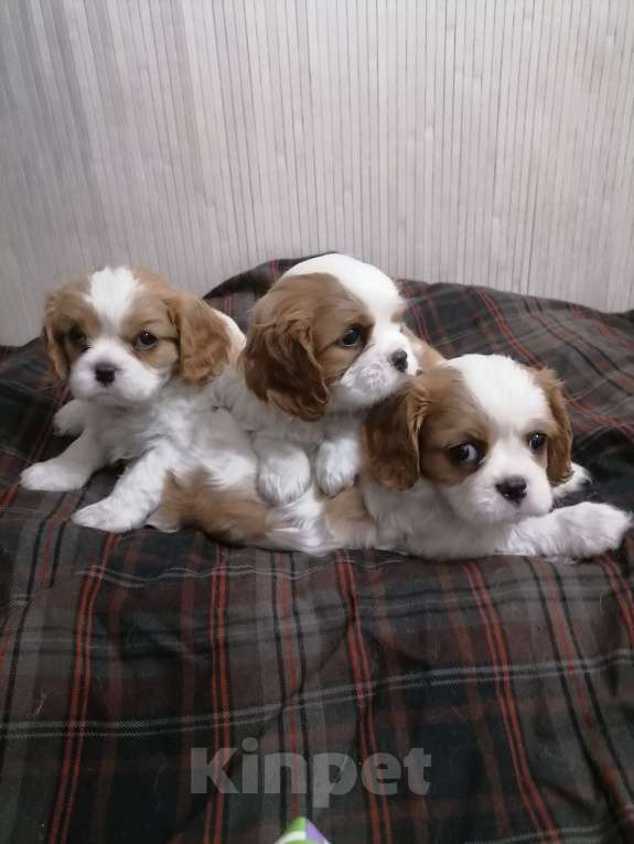 Собаки в Москве: Кавалер Кинг Чарльз спаниель. Мальчик, 75 000 руб. - фото 3