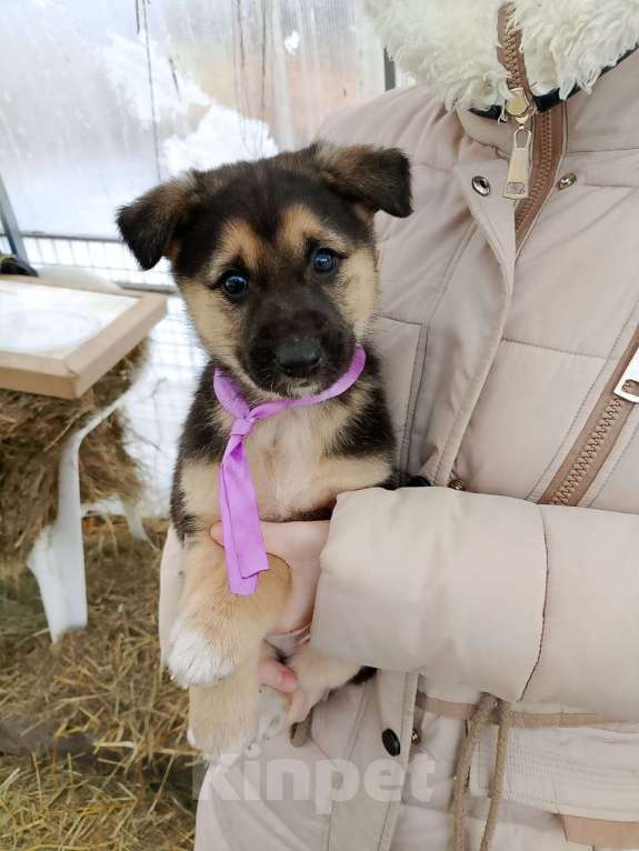 Собаки в других городах Московской области: Щенки ищут дом. Мальчик, 500 руб. - фото 2