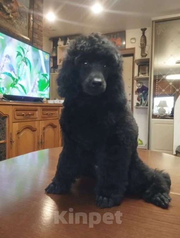 Собаки в Санкт-Петербурге: Щенки малого пуделя Мальчик, 80 000 руб. - фото 6