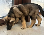 Собаки в Новосибирске: Щенки Немецкой овчарки Разнополые, 20 000 руб. - фото 4
